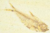 Detailed Fossil Fish (Diplomystus) - Wyoming #367567-1
